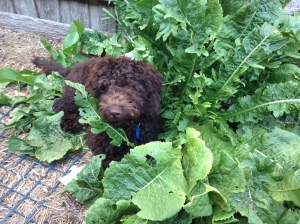 Stevie, guarding our horseradish patch